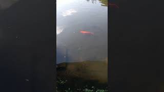 peixe vermelho fish🍎 #fishingvideo #fish #natural #amazonia #pescaria #pesca#animais #shorts