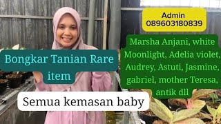 Aglaonema rare item kemasan baby