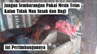 Peternak Rumahan Jangan Sembarangan Pakai Mesin Tetas | Pertimbangkan Ini Kalau Tidak Mau Susah!