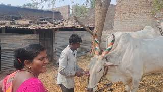 घरच पाणी ऊपसून बैल धूतले का तर पाठाला पाणी सूठल मनून 🙉🙈 #vlog #manishahajare