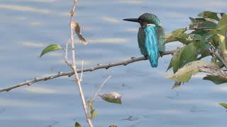 [4K] 野鳥：カワセミ／Ｋ川