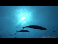 moluccas diving adventure ep 04 suanggi