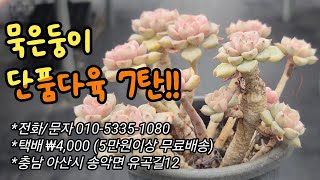 #0113 소소한다육, 묵은둥이 단품, 팅커벨 외 35종!! #주문/문자 010-5335-1080