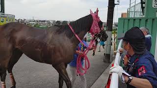 【パカパカ動画】レースの後は泥だらけ、誘導馬に、神対応も【浦和競馬場】【Horse footsteps】