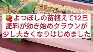 苺🍓よつぼしの成長過程