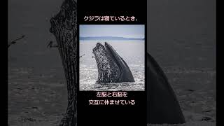 クジラの雑学 #shorts