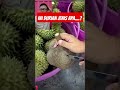 Ini jenis durian apa.....?