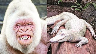 Top 10 Amazing and Rare Albino Animals