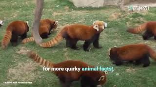 Red Pandas aren’t Pandas?!