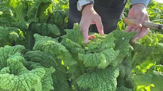 食用の菜の花狩りの楽しみ方　観光農園花ひろば