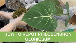 HOW TO REPOT PHILODENDRON GLORIOSUM | 錦緞蔓綠絨 | 扁柄錦緞