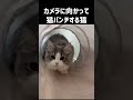 カメラに向かって猫パンチする猫 shorts