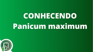 Mombaça, Massai, Paredão, Zuri e afins: conhecendo a espécie Panicum maximum