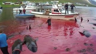Graphic Video and Images of Pilot Whale Slaughter in the Faroe Islands