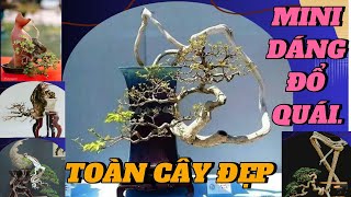 MÃN NHÃN VỚI 70 TÁC PHẨM BONSAI MINI DÁNG ĐỔ QUÁI #caycanh