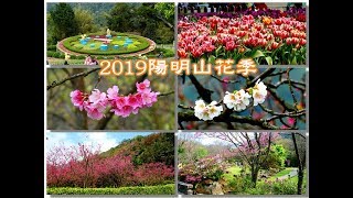 2019陽明山花季