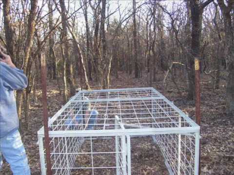 Setting A Hog Trap Youtube