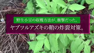 野生小豆の収穫方法が、衝撃だった。