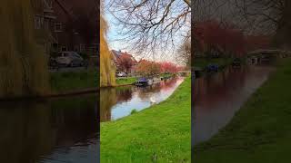 Golden Hour | Spring | Swan Lake | Cherry Blossom #netherlands #spring