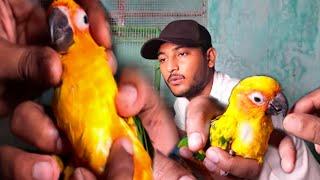 100 % Treatment For Sina Tan Or Sukha In Birds || Best Medicine For Sina Tan.