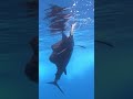 huge pacific sailfish in @fishingnosara on the @sportsmanchannel