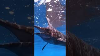 Huge pacific #sailfish in @FishingNosara  on the @sportsmanchannel