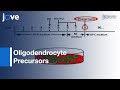 Differentiation: Embryonic Stem Cells Into Oligodendrocyte Precursors l Protocol Preview