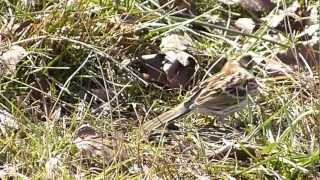 ムビる00536 ミヤマホオジロ♂若鳥？ miyamahoojiro