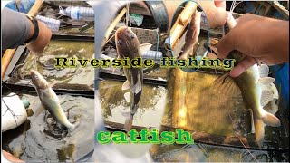 Riverside fishing 🦈🐟(4K)ស្ទូចត្រីឆ្លាំងតាមមាត់ស្ទឹង🎣