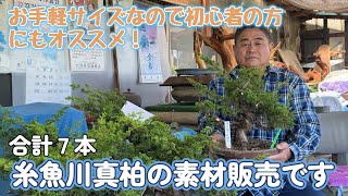 ※完売しました【番外編】２０２３年秋　糸魚川真柏の素材販売です。合計７本【お手頃サイズ】