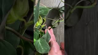 Water Propagation. Have To See. Philodendron Micans.