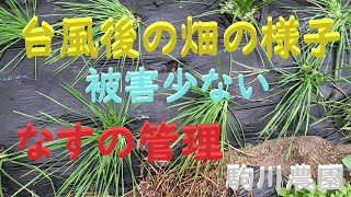 台風後の畑の様子と茄子の管理　被害なし　邑南町　駒川農園　22.9.20