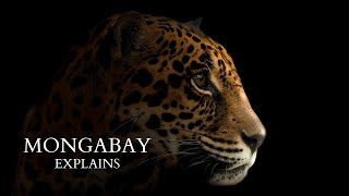 Why are jaguars targeted for the wildlife trade? | Mongabay Explains