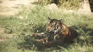 Absolutely STUNNING Sumatran Tiger having a break from the scorching Summer sun. Very Endangered!!!