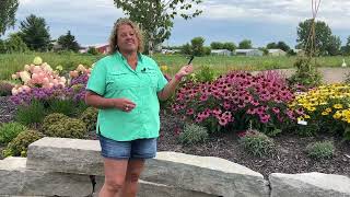 Late Summer Blooming Perennials