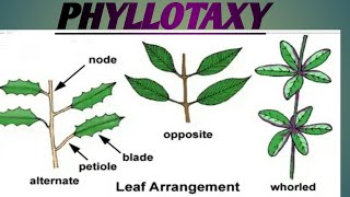 Phyllotaxy 🌿  | Alternate, Opposite And  Whorled || Education Notes