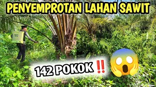 SEMPROT LAHAN SAWIT‼️142 POKOK DALAM SEMAK-SEMAK