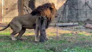 八木山動物公園   ライオン   サン   なお