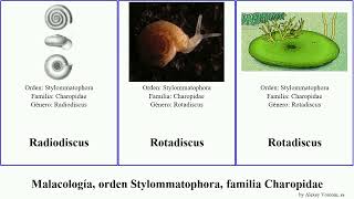 Malacología, orden Stylommatophora, familia Charopidae mollusca Rotadiscus Haugen Fractal Light