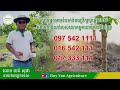 តើត្រូវប្រើម្សៅកំបោរ ពេលណាខ្លះសម្រាប់ដំណាំដំឡូងមី យន់ សុផា