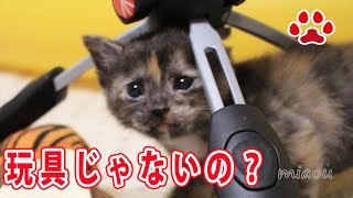 仔猫が最近気に入った物【瀬戸のらな日記】Do you like kittens under the tripod？