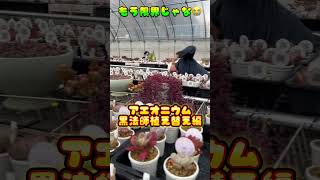 【多肉植物】黒法師を植え替える💖元気に育てるどぉ～✊✨【多肉育て方】