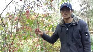 卫矛（Spindle Tree)(Video#138)