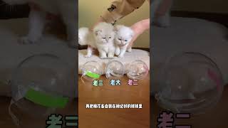 【矮脚虎凸凸】凸凸：再见了妈妈，今晚我就要远航 #猫咪 #萌宠