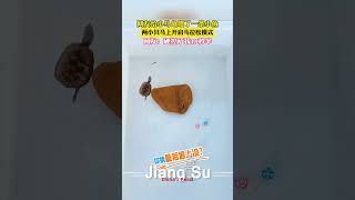 #搞笑 主人喂给小#乌龟 一条小鱼，结果开启了马拉松模式！🤣#shortsvideo #乌龟 #pets #有趣