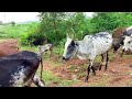 visit gomukhi dam hidden spot in tamilnadu