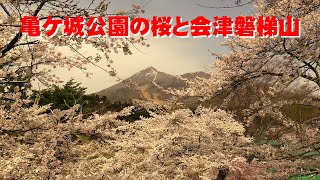 亀ケ城公園の桜と会津磐梯山 2023　福島・猪苗代町