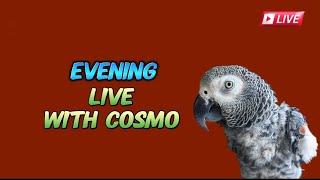 Cosmo the funny parrot is live! #LivestreamWithYouTube