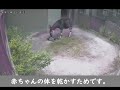 【ズーラシア公式】オカピの赤ちゃんがうまれるまで！