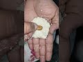 nariyal ke laddu shorts sweet tasty ytshorts afsanaeasyfood